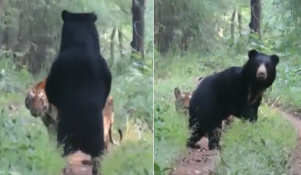 tiger and bear viral video