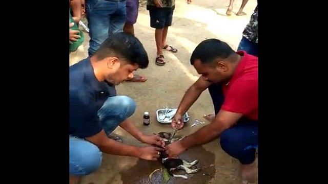 Pharmacist turns Good Samaritan for injured puppy in Odisha