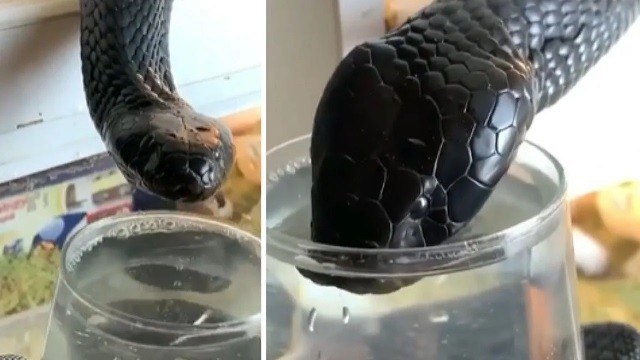 black necked spitting cobra drinking water