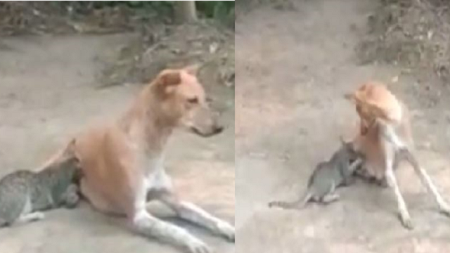 Mother's love sees no difference, dog breastfeeds hungry kitten in Odisha's Jajpur