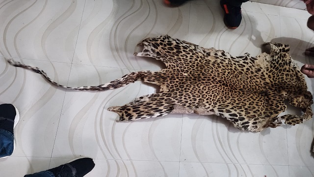 leopard skin seized in deogarh