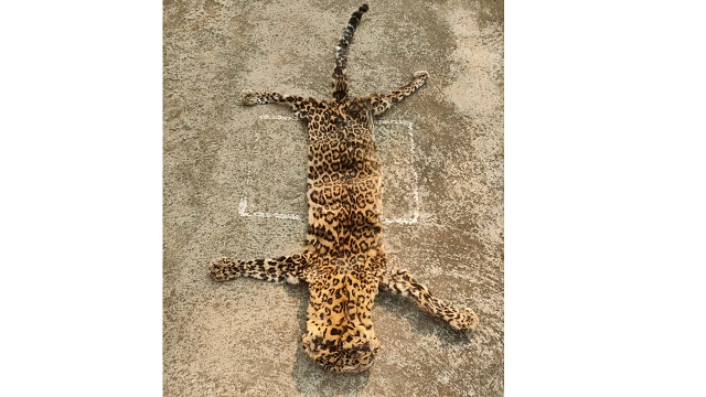 leopard skin seized in Mayurbhanj