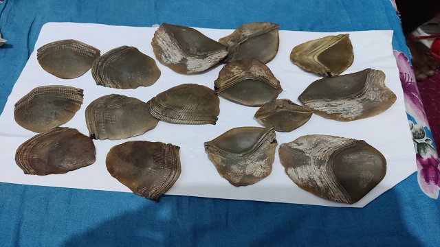 pangolin scales seized in odisha