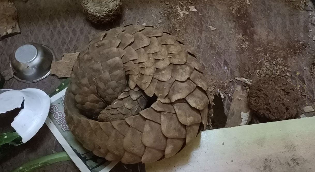 Pangolin rescued