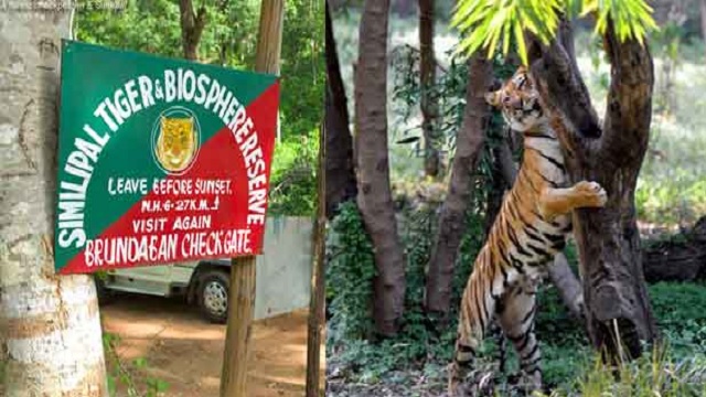 Odisha: Similipal National Park reopens for tourists