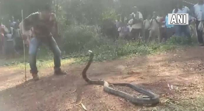 snake rescued odisha