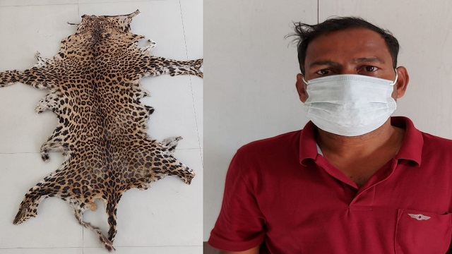 leopard skin seized in khordha