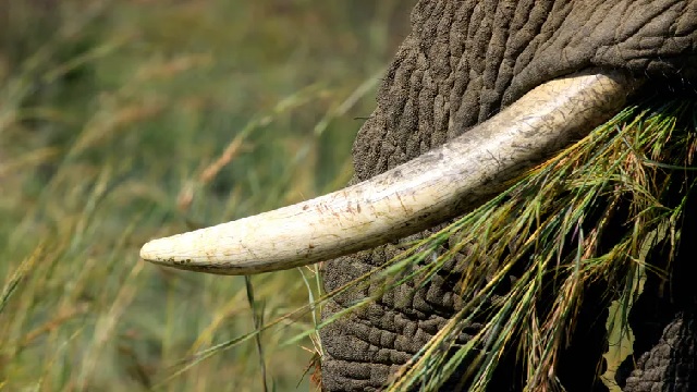 elephant tusk seized in odisha
