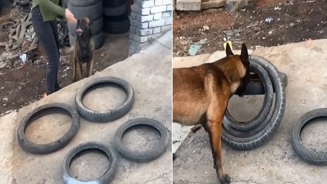 smart dog helps owner move tires