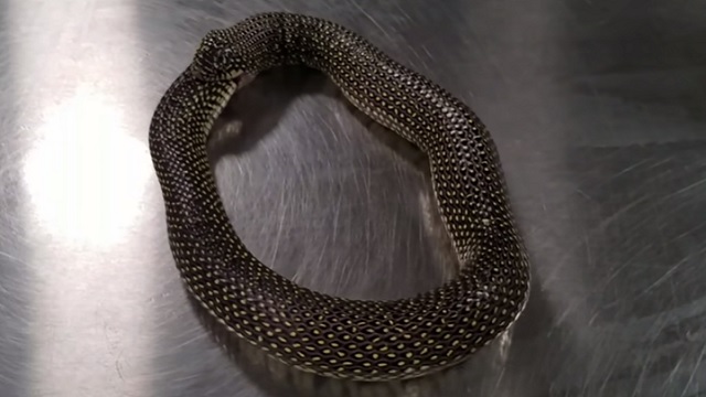 snake eating its own tail