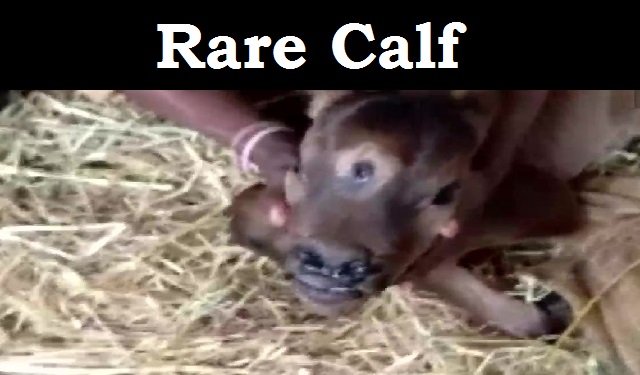 Three eyed calf