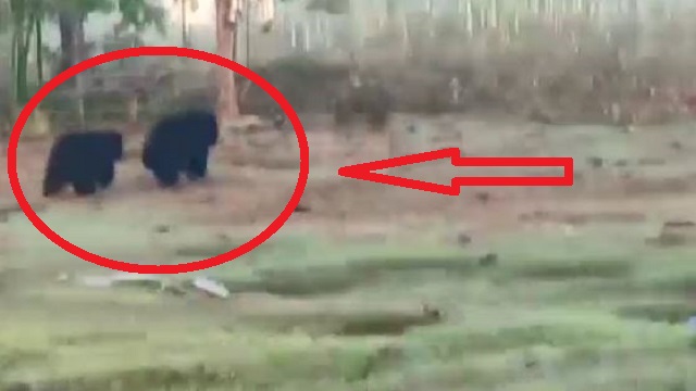 bear scare in odisha