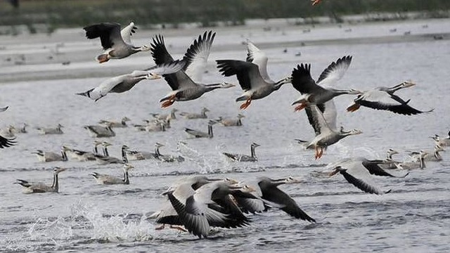migratory birds in odisha