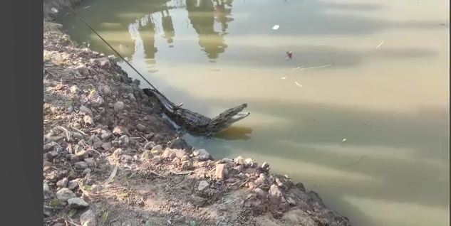 crocodile rescued in Odisha’s Malkangiri