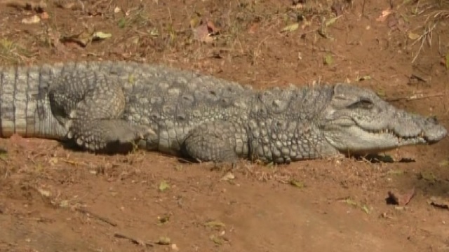 man bitten by crocodile