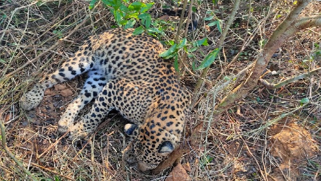 Leopard carcass found in Dhenkanal