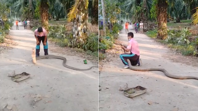 Hombre atrapa cobra real gigante con sus manos, mira video aterrador