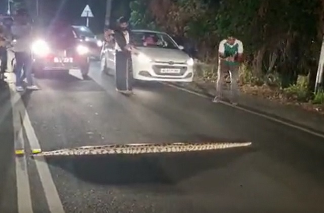 python crosses road