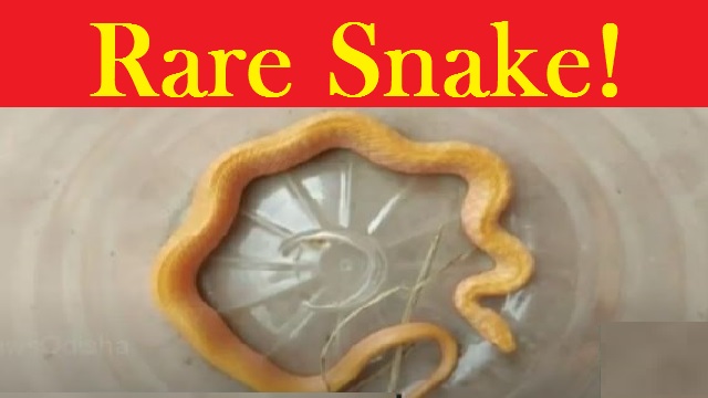 Rare snake rescued in Odisha