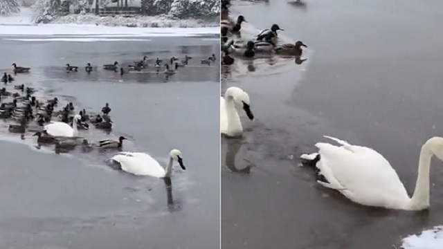 2 swan break ice for duck and swan