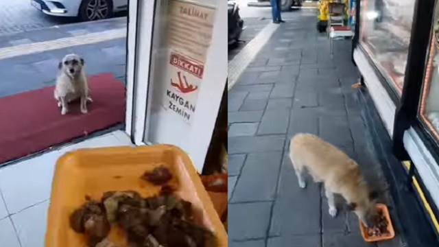 Man feeds stray dogs and cats