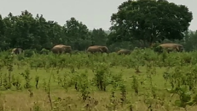 elephant in odisha