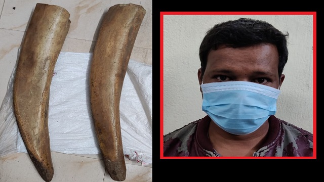 elephant tusks seized in keonjhar