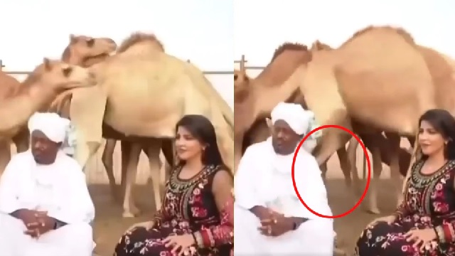 Camel kicks man