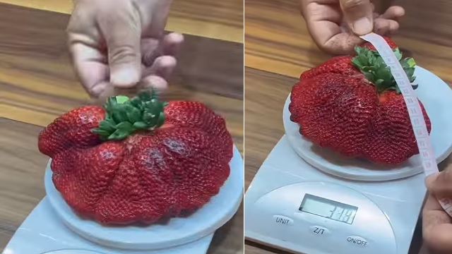 heaviest strawberry