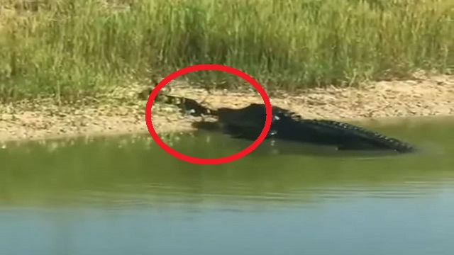 Crocodile terror in Jajpur
