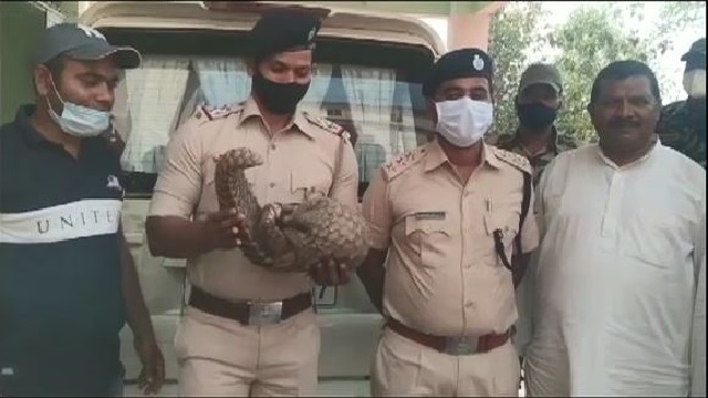 Live pangolin rescued in Deogarh