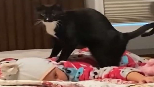Cat Gives Baby Massage