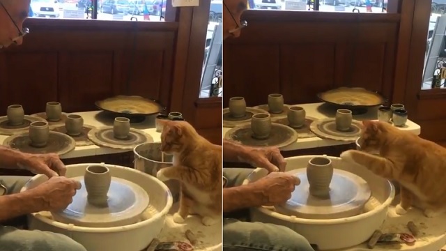 cat doing pottery