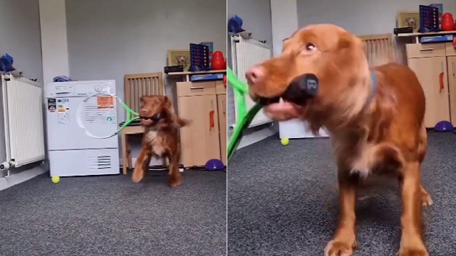 dog plays tennis
