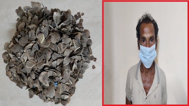 pangolin scales seized in ganjam