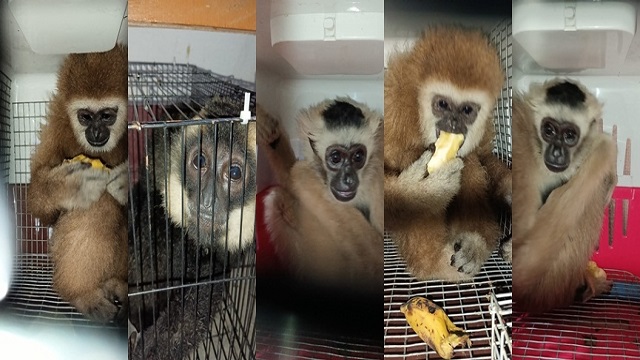 Smuggled monkeys rescued in assam
