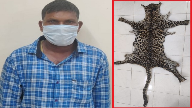 leopard skin seized in Kandhamal