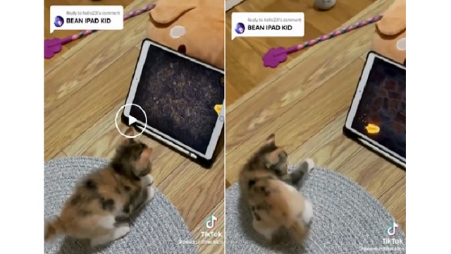 kitten playing ipad games