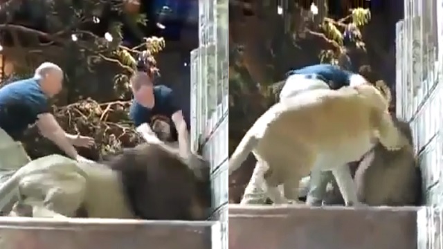Astonishing! Lioness rescues zookeeper as lion attacks him