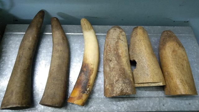 elephant tusks seized in balangir