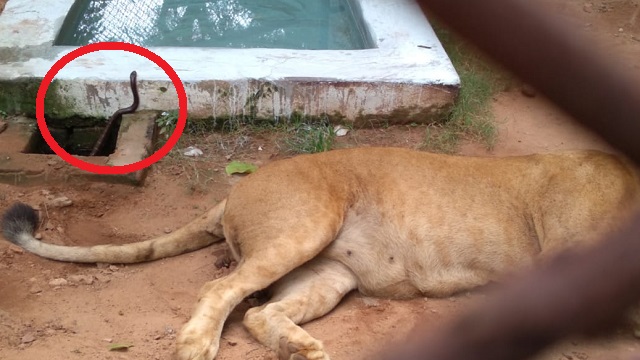 lioness dies Nandankanan