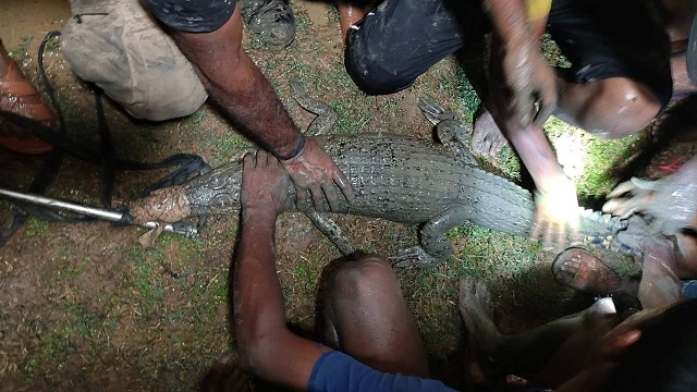 Bhadrak: Crocodile rescued