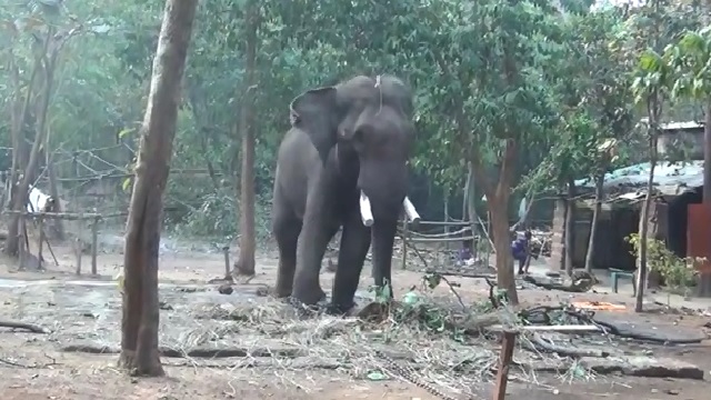 nandankanan elephant death