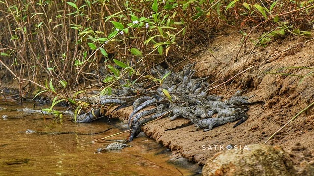 gharial hatchlings spotted in Satkosia
