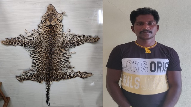 leopard skin seized in rayagada