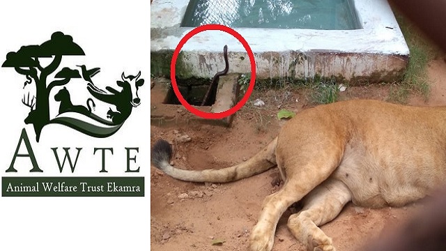 lioness dead in nandankanan