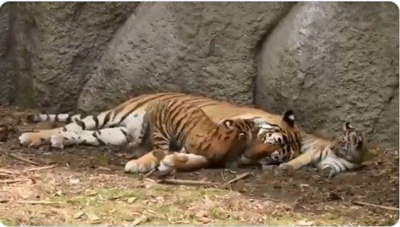 tigress gives birth to cubs in Delhi zoo
