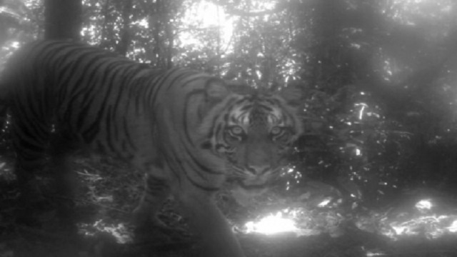tiger kills man