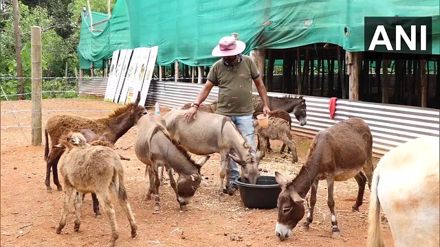 man quits job to open donkey farm