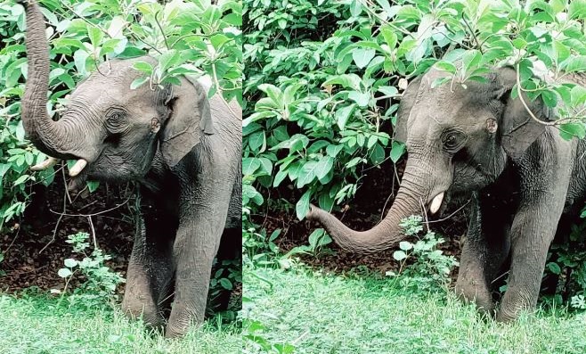 Bullet-hit elephant spotted